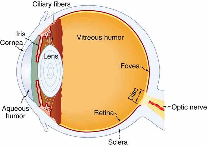 Diagram of the Human Eye