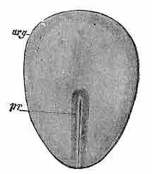 Surface view of a rabbit embryo