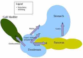 Digestive hormones