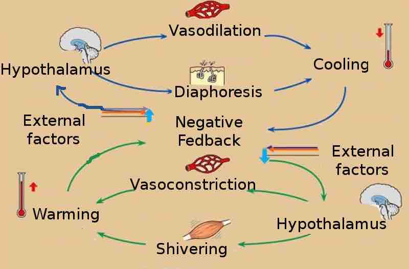 Homeostatic Control