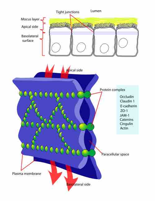 Cellular tight junction en