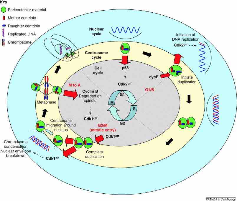 Role of the centrosome in cell cycle progression