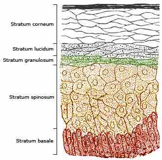 Layers of the epidermis