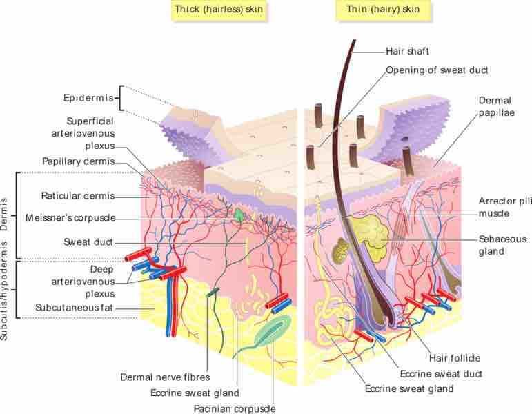 Skin overview