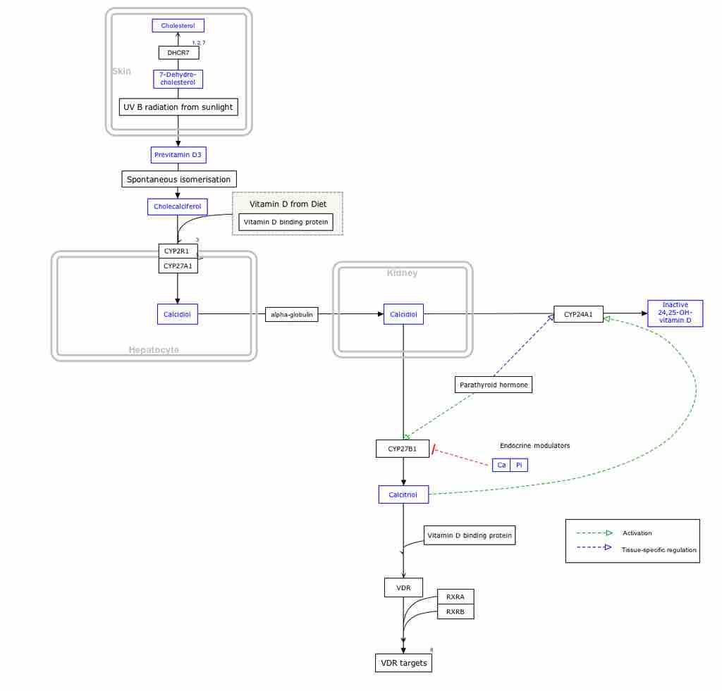 Metabolism and pathway map for vitamin D