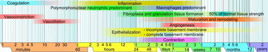 Wound healing phases