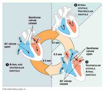 Cardiac Cycle