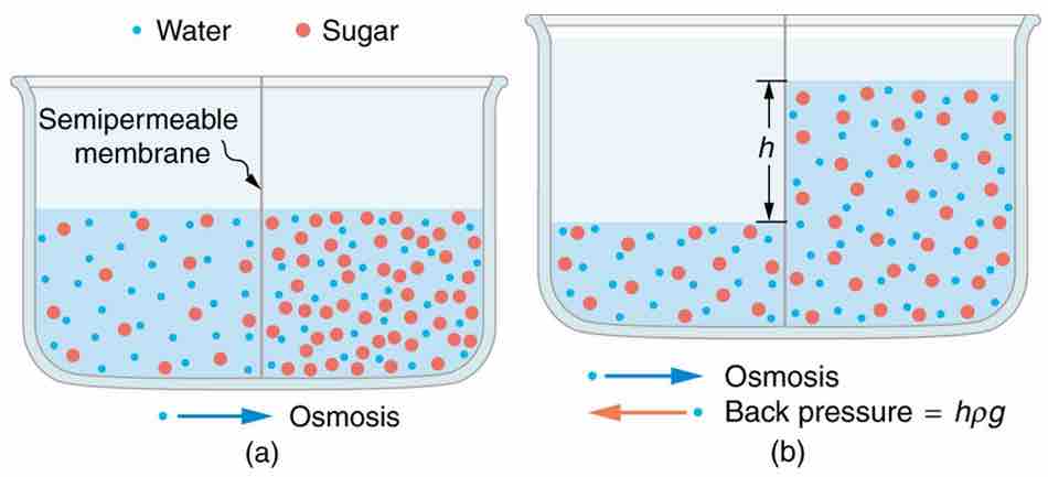 Diffusion