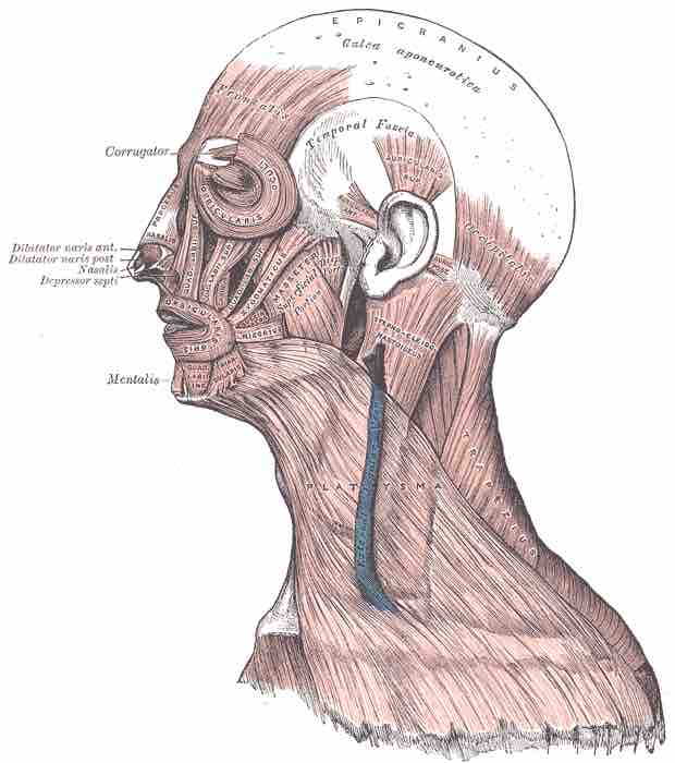 Schematic of head and neck muscles.