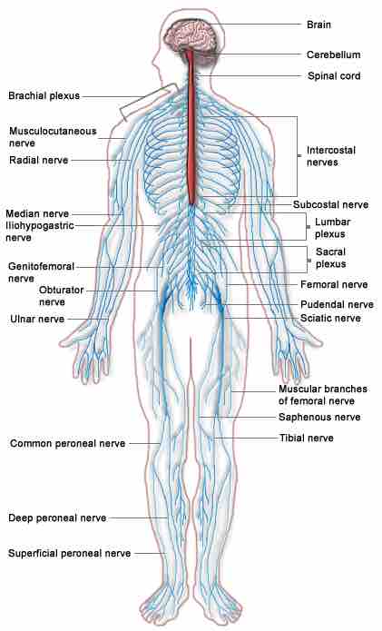 The human nervous system