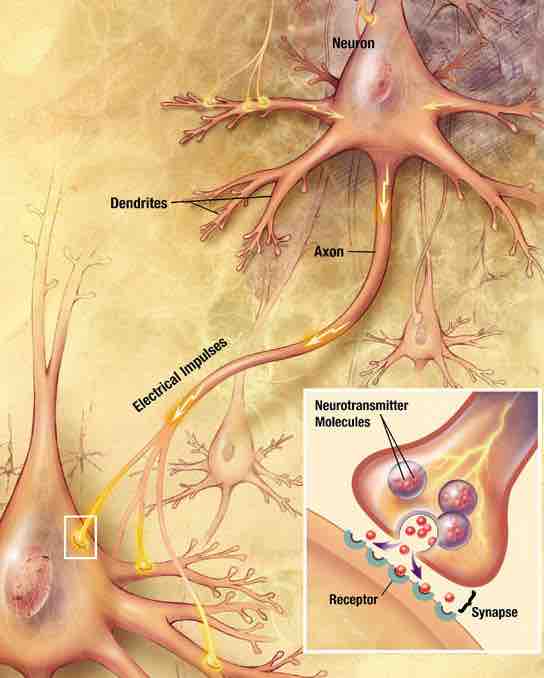 Major elements in neuron-to-neuron communication