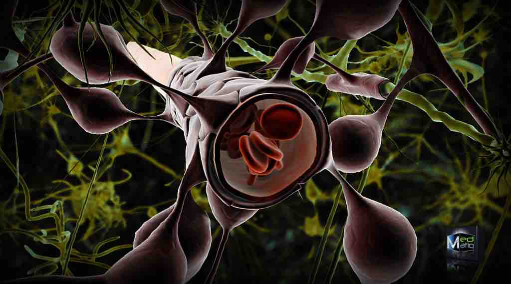 The Blood Brain Barrier at the Small Scale