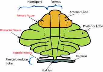 Cerebellumdiv