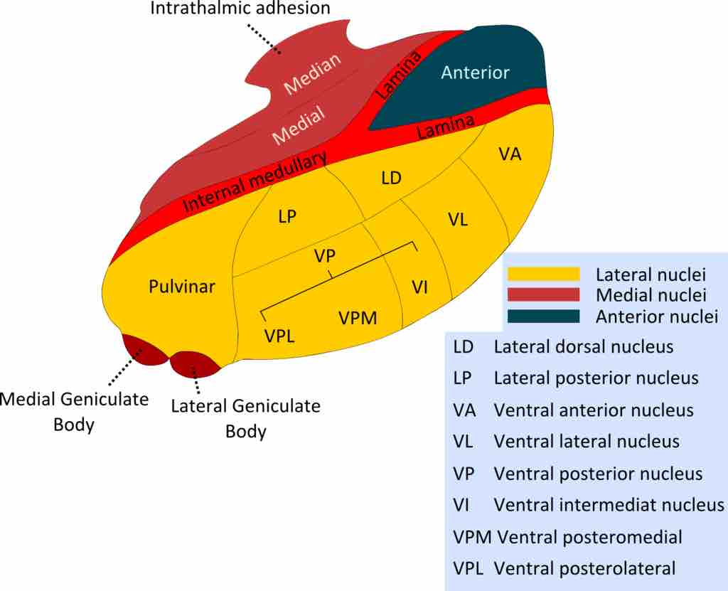 The Nuclei of the Thalamus