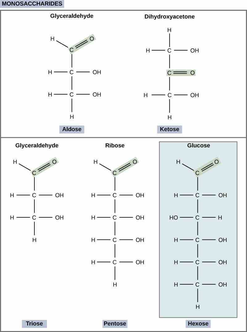 Monosaccharides