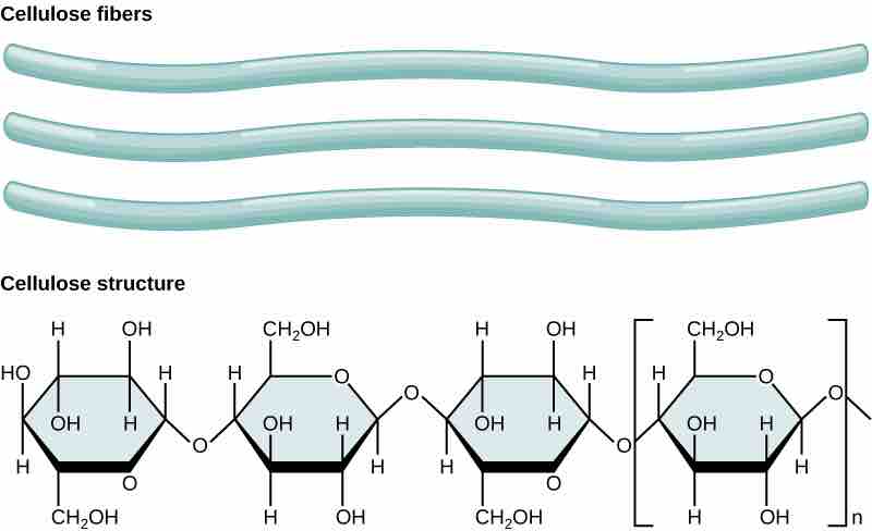 Polysaccharides