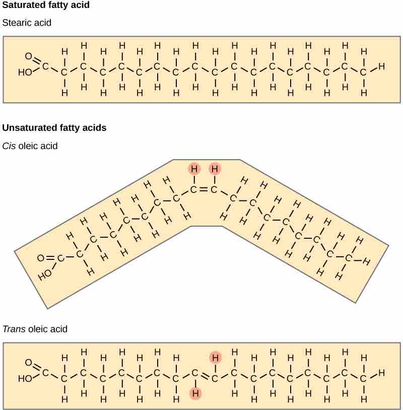 Fatty Acids