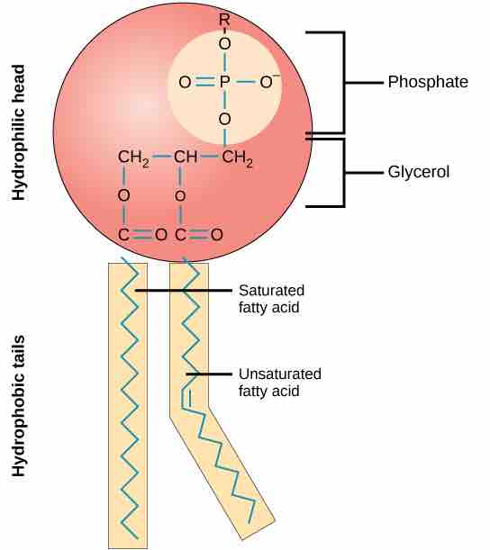 Phospholipid Molecule