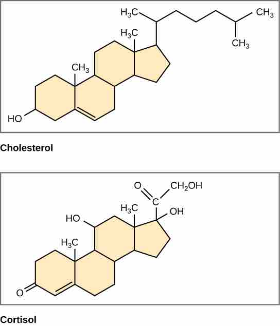 Steroid Structures