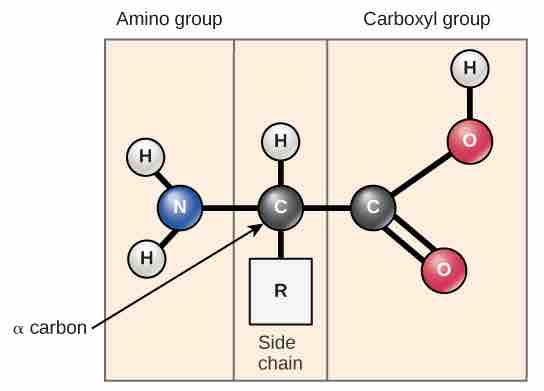 Amino acid structure