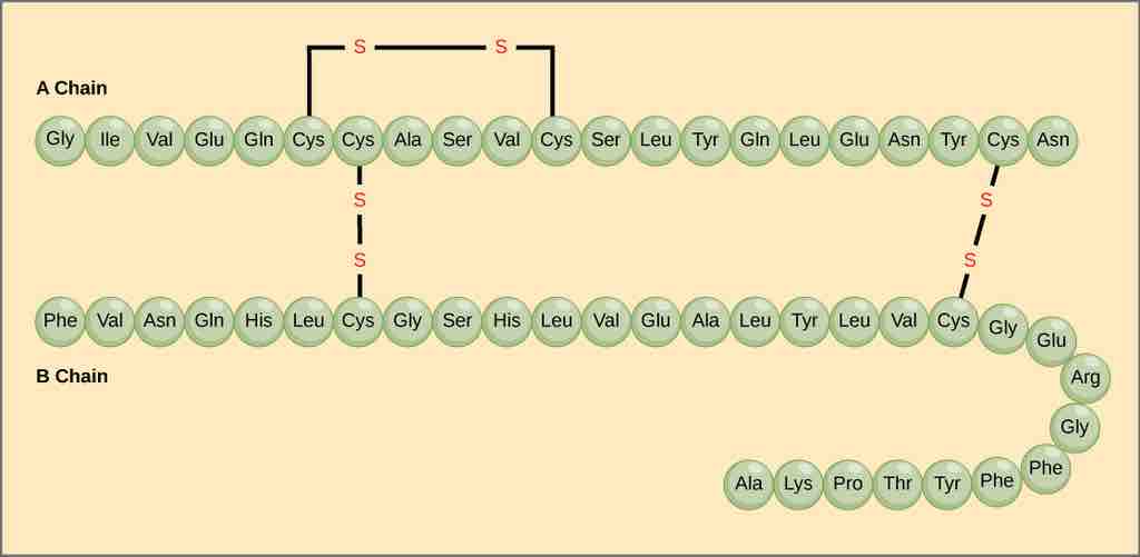 Primary structure