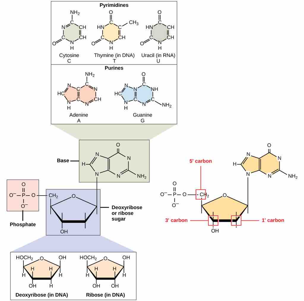 DNA and RNA