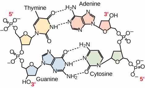 Antiparallel Strands