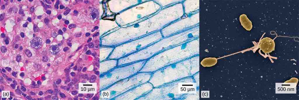 Various Cell Types