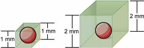 Cell Surface Size