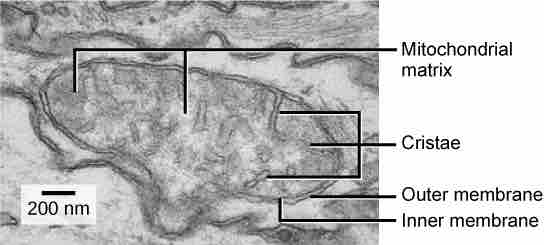 Mitochondrial structure