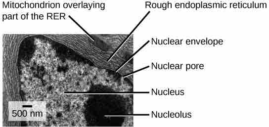 Rough Endoplasmic Reticulum