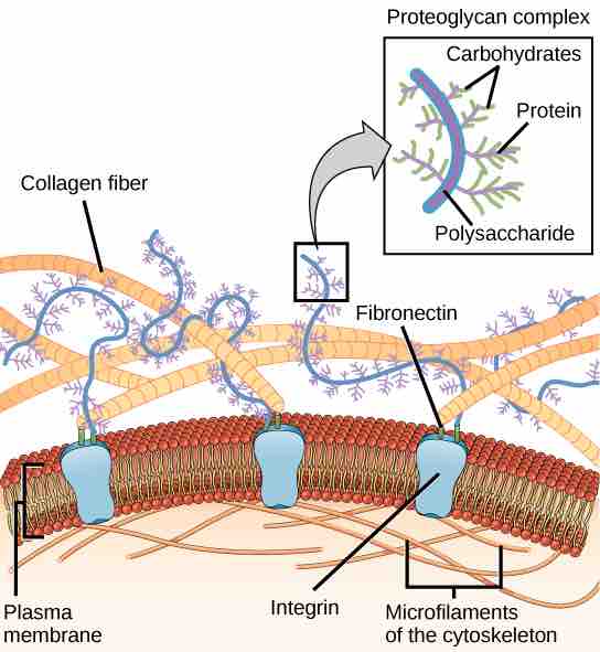 The Extracellular Matrix