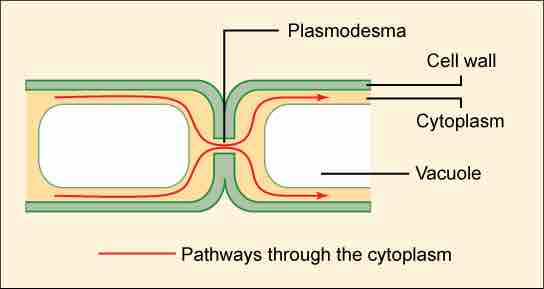 Plasmodesmata