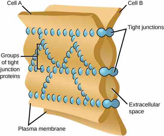 Tight Junctions