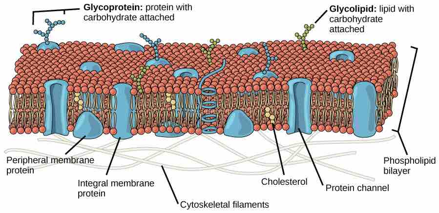 The fluid mosaic model of the plasma membrane