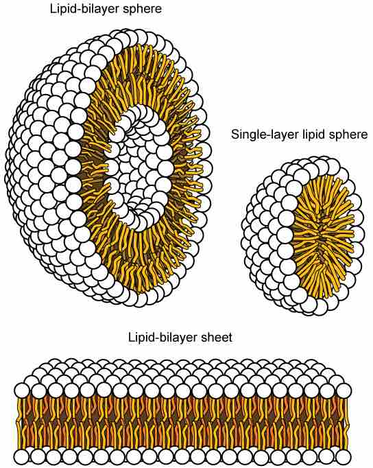 Phospholipid aggregation