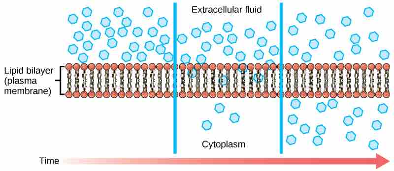 Diffusion