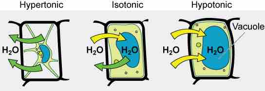 Turgor Pressure and Tonicity in a Plant Cell