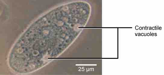 Contractile Vacuoles