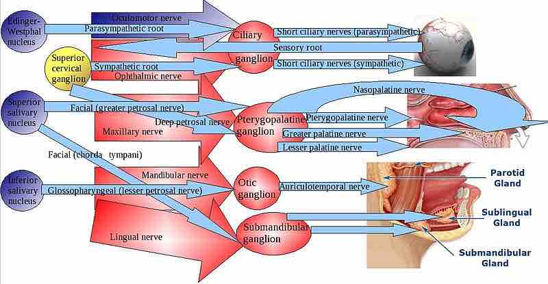 Parasympathetic ganglia of the head