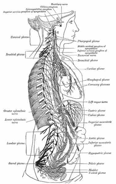 Sympathetic nervous system