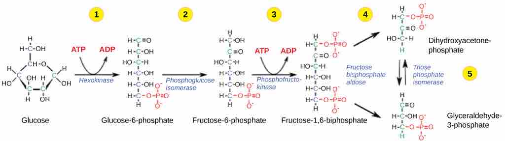 The first half of glycolysis: investment