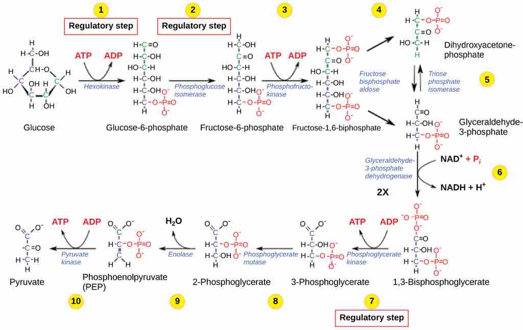 Glycolysis