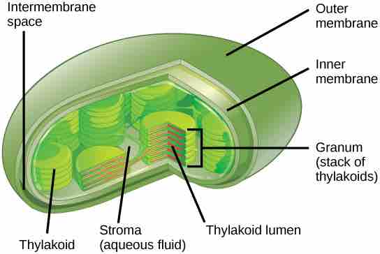 Structure of the Chloroplast