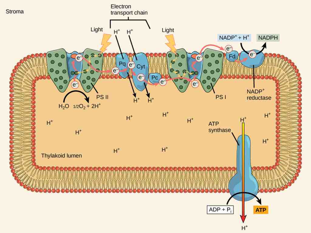 Photosystem II