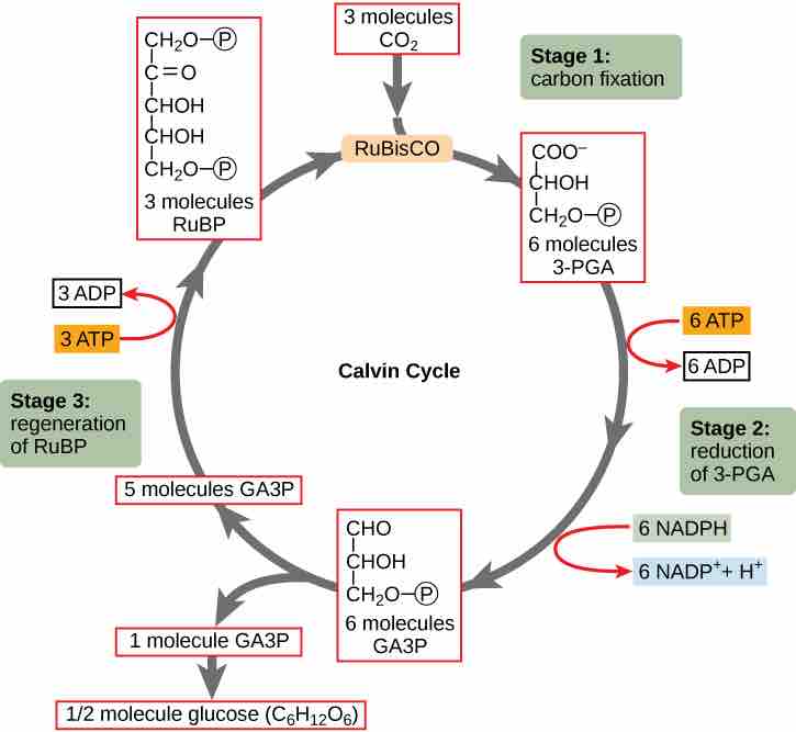 The Calvin Cycle