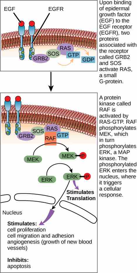 Ligand Initiated Signaling Pathway