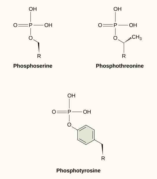 Example of phosphorylation