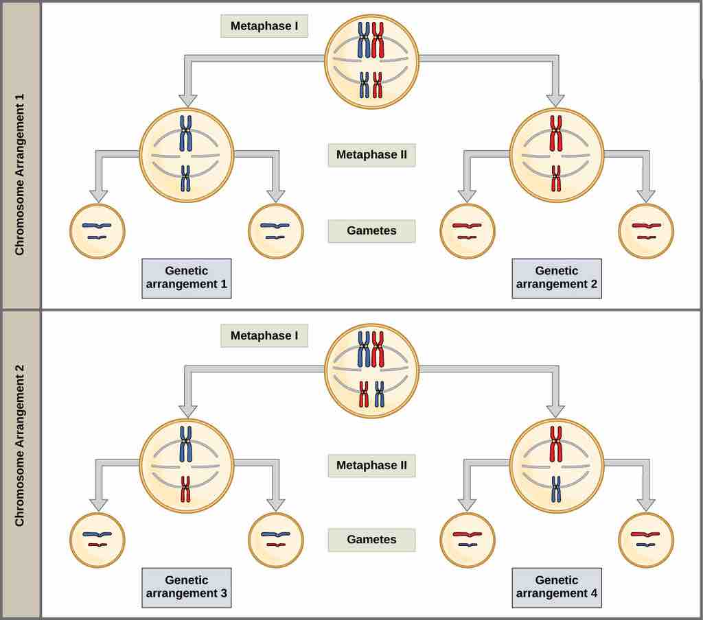 Meiosis I ensures unique gametes