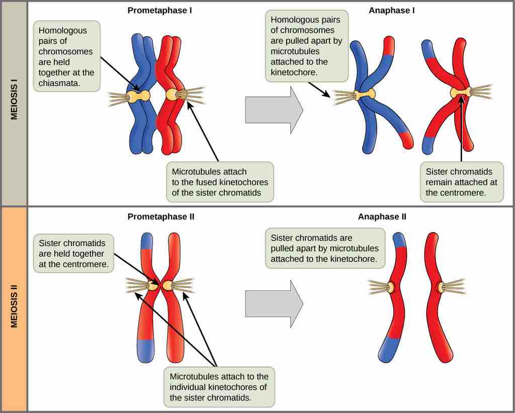 Meiosis I vs. Meiosis II